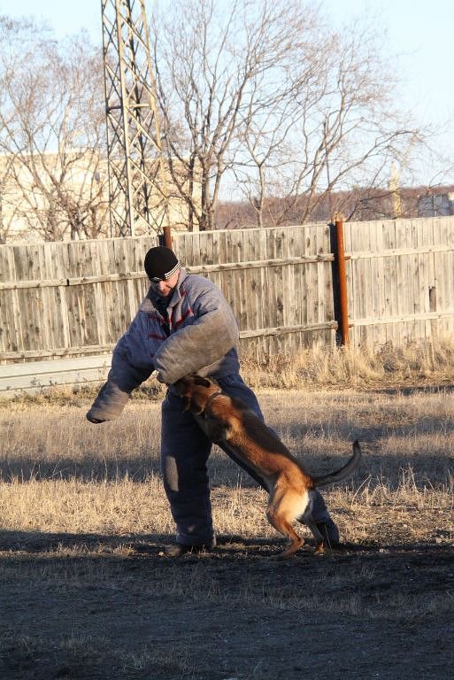 Trainer working with a dog