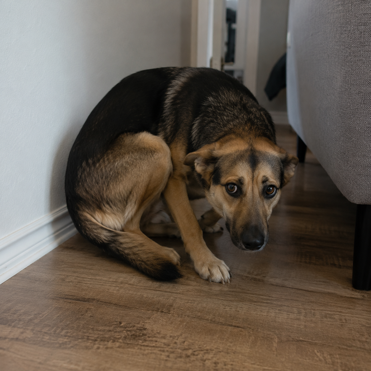 Fearful nervous dog — Take Me to K9, Sacramento CA